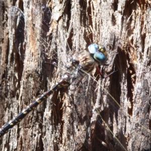 Austroaeschna multipunctata at Cotter River, ACT - 12 Feb 2018 01:31 PM