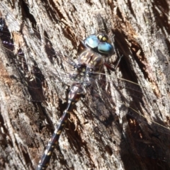 Austroaeschna multipunctata at Cotter River, ACT - 12 Feb 2018 01:31 PM