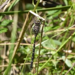 Austroaeschna multipunctata (Multi-spotted Darner) at Cotter River, ACT - 12 Feb 2018 by Christine