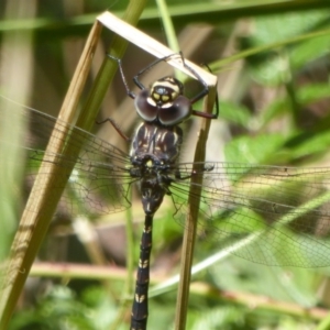 Austroaeschna multipunctata at Cotter River, ACT - 12 Feb 2018 02:27 PM