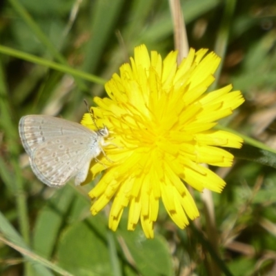 Zizina otis (Common Grass-Blue) at Cotter River, ACT - 12 Feb 2018 by Christine