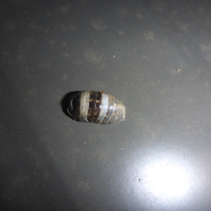 Armadillidium vulgare at Reid, ACT - 21 May 2016 12:51 PM