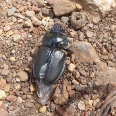 Safrina jugularis (Jugularis stag beetle) at Namadgi National Park - 12 Feb 2018 by Christine