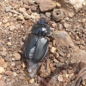 Safrina jugularis at Cotter River, ACT - 12 Feb 2018