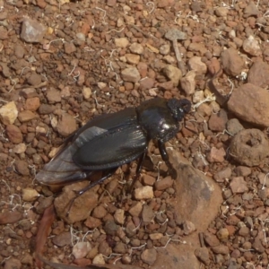 Safrina jugularis at Cotter River, ACT - 12 Feb 2018