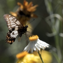 Papilio anactus (Dainty Swallowtail) at ANBG - 16 Feb 2018 by Alison Milton