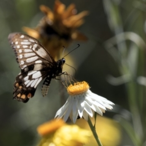 Papilio anactus at Acton, ACT - 16 Feb 2018