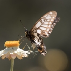 Papilio anactus at Acton, ACT - 16 Feb 2018