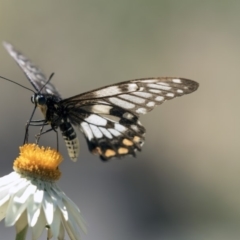 Papilio anactus at Acton, ACT - 16 Feb 2018 02:39 PM