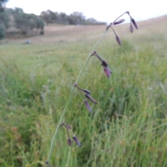 Arthropodium milleflorum (Vanilla Lily) at Rob Roy Spring 2(F) - 3 Feb 2018 by michaelb