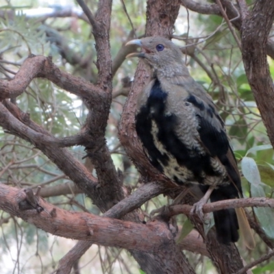 Ptilonorhynchus violaceus (Satin Bowerbird) at Hawker, ACT - 10 Feb 2018 by sangio7