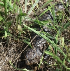 Tiliqua rugosa (Shingleback Lizard) at The Pinnacle - 17 Mar 2016 by sangio7