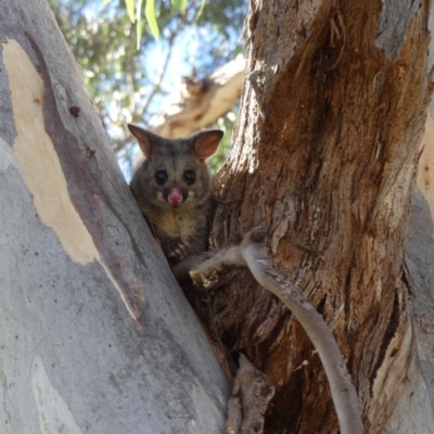 Trichosurus vulpecula (Common Brushtail Possum) at Mount Ainslie - 17 Feb 2018 by WalterEgo