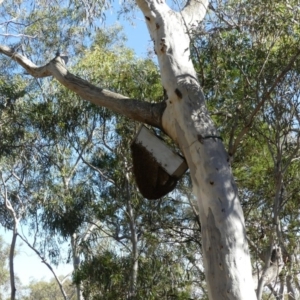 Apis mellifera at Hackett, ACT - 18 Feb 2018