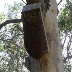 Apis mellifera at Hackett, ACT - 18 Feb 2018