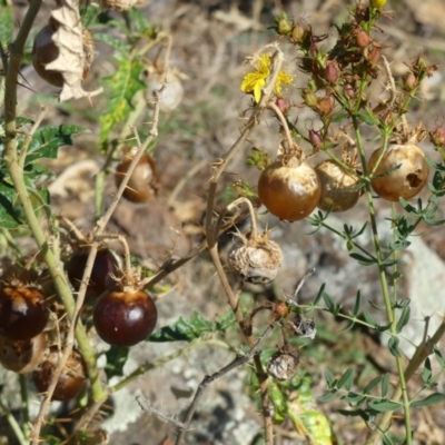 Solanum cinereum (Narrawa Burr) at Mount Ainslie - 17 Feb 2018 by WalterEgo