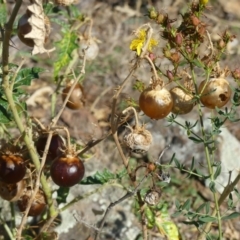 Solanum cinereum (Narrawa Burr) at Majura, ACT - 17 Feb 2018 by WalterEgo