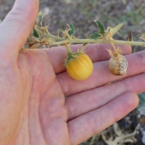 Solanum cinereum at Majura, ACT - 18 Feb 2018