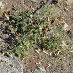 Solanum cinereum at Majura, ACT - 18 Feb 2018