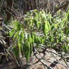 Celtis australis (Nettle Tree) at Mount Ainslie - 17 Feb 2018 by WalterEgo