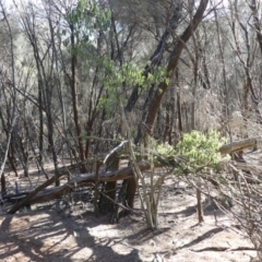 Celtis australis at Majura, ACT - 18 Feb 2018