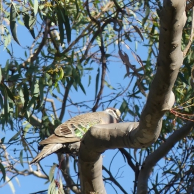 Phaps chalcoptera (Common Bronzewing) at Mount Ainslie - 17 Feb 2018 by WalterEgo