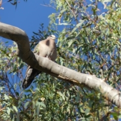 Phaps chalcoptera at Hackett, ACT - 18 Feb 2018