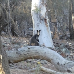 Wallabia bicolor (Swamp Wallaby) at Mount Ainslie - 17 Feb 2018 by WalterEgo