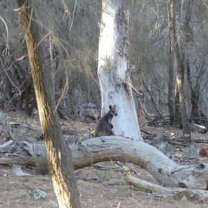 Wallabia bicolor at Hackett, ACT - 18 Feb 2018