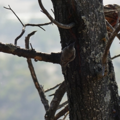 Cormobates leucophaea (White-throated Treecreeper) at Mount Ainslie - 17 Feb 2018 by WalterEgo