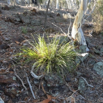Lomandra longifolia (Spiny-headed Mat-rush, Honey Reed) at Mount Ainslie - 17 Feb 2018 by WalterEgo