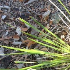 Lomandra longifolia at Majura, ACT - 18 Feb 2018