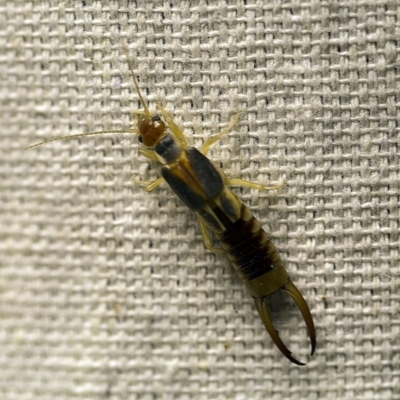 Labidura sp. (genus) (Unidentified Labidura earwig) at O'Connor, ACT - 18 Jan 2018 by ibaird