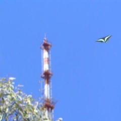 Graphium choredon (Blue Triangle) at Point 4999 - 17 Feb 2018 by MatthewFrawley