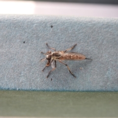 Cerdistus sp. (genus) (Yellow Slender Robber Fly) at Lake Burley Griffin West - 16 Feb 2018 by Qwerty