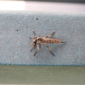 Cerdistus sp. (genus) at Acton, ACT - 17 Feb 2018 12:00 AM