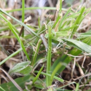 Culladia cuneiferellus at Lake Burley Griffin West - 17 Feb 2018