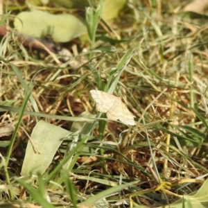 Scopula rubraria at Acton, ACT - 17 Feb 2018