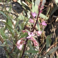 Dipodium roseum (Rosy Hyacinth Orchid) at Paddys River, ACT - 15 Feb 2018 by Qwerty