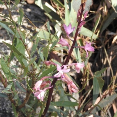 Dipodium roseum (Rosy Hyacinth Orchid) at Paddys River, ACT - 14 Feb 2018 by Qwerty