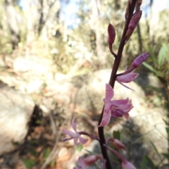 Dipodium roseum at Paddys River, ACT - 15 Feb 2018