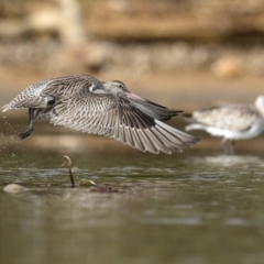 Limosa lapponica (Bar-tailed Godwit) at Merimbula, NSW - 18 Feb 2018 by Leo