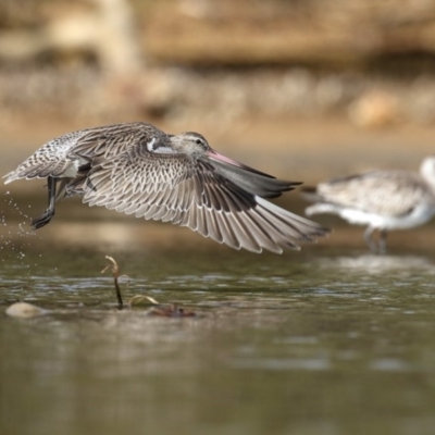 Limosa lapponica (Bar-tailed Godwit) at Merimbula, NSW - 18 Feb 2018 by Leo