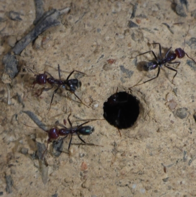 Iridomyrmex purpureus (Meat Ant) at QPRC LGA - 10 Feb 2018 by JanetRussell