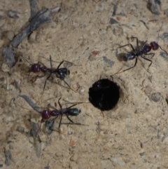Iridomyrmex purpureus (Meat Ant) at Corang, NSW - 10 Feb 2018 by JanetRussell