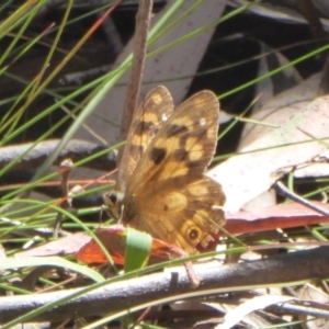 Heteronympha solandri at Cotter River, ACT - 12 Feb 2018 03:11 PM