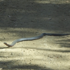 Pseudechis porphyriacus (Red-bellied Black Snake) at Namadgi National Park - 12 Feb 2018 by Christine