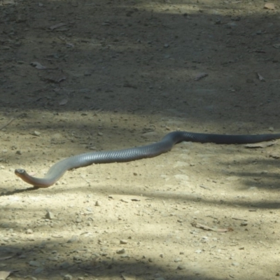 Pseudechis porphyriacus (Red-bellied Black Snake) at Cotter River, ACT - 12 Feb 2018 by Christine