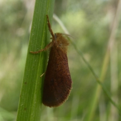 Fraus (genus) (A swift or ghost moth) at Namadgi National Park - 12 Feb 2018 by Christine