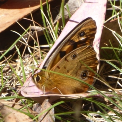 Heteronympha penelope (Shouldered Brown) at Cotter River, ACT - 12 Feb 2018 by Christine